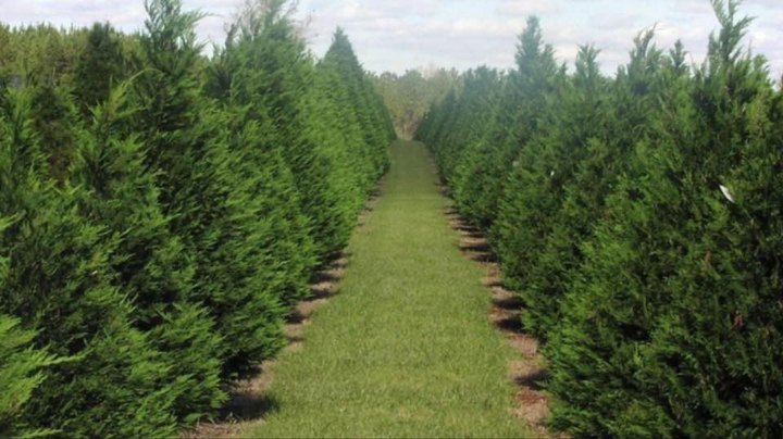 Pick Your Own Christmas Tree This Fall At The Beautiful Falcon Ridge Farm In Tennessee