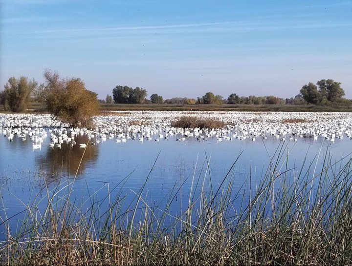 More Than A Million Waterfowl Arrive At Gray Lodge Wildlife Area In Northern California During Winter