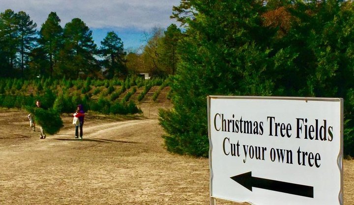 Pick And Cut Down Your Own Perfect Christmas Tree At Motley's Tree Farm In Arkansas
