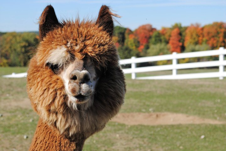 You'll Never Forget A Visit To Luina Greine Farm, A One-Of-A-Kind Farm Filled With Alpacas In Massachusetts