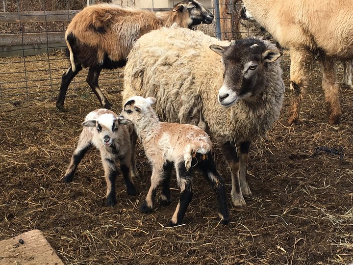 You'll Never Forget A Visit To Festival Farm, A One-Of-A-Kind Farm Filled With Goats In Rhode Island
