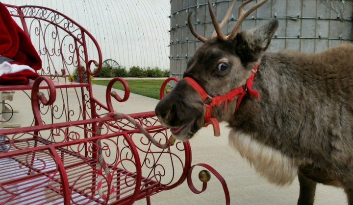 You'll Be Fascinated By The Delightful Creatures You Meet At Kansas's Best Reindeer Farm, Fulton Valley Farms
