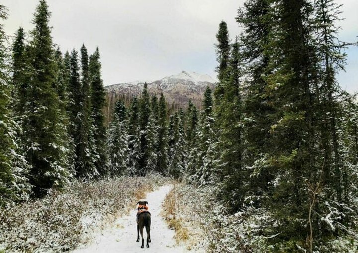 Hike Through The Fresh Alaskan Snowfall Along The River On The Lower Eagle River Trail