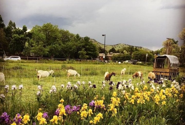You'll Never Forget A Visit To Mountain Flower Goat Dairy, A One-Of-A-Kind Farm Filled With Goats In Colorado