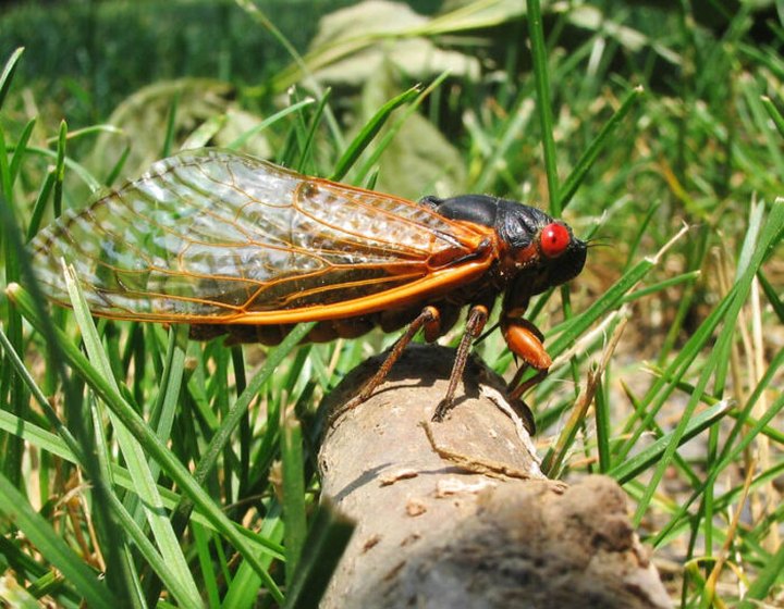 This Spring, Millions Of Cicadas Are Set To Emerge In North Carolina After 17 Years Underground