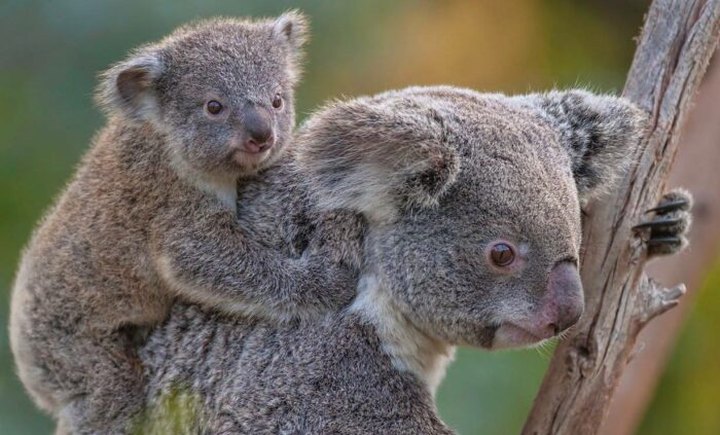 Visit With Koalas At The San Diego Zoo In Southern California For An Adorable Adventure