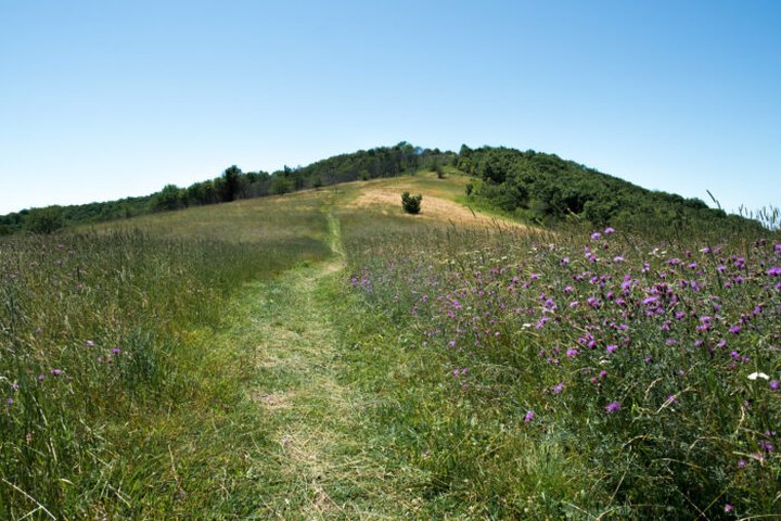 The Hike To Cole Mountain In Virginia Leads To A Sweeping Alpine Meadow With Panoramic Mountain Views