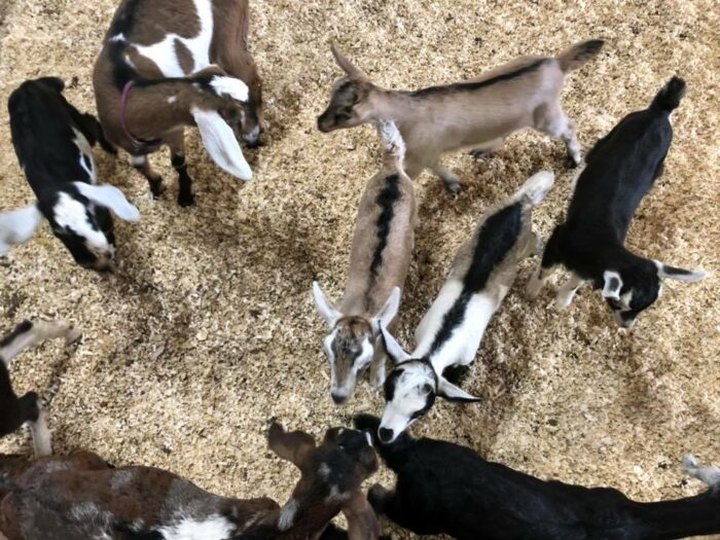 You'll Never Forget A Visit To Sunny Acres Farm, A One-Of-A-Kind Farm Filled With Baby Goats In Kentucky
