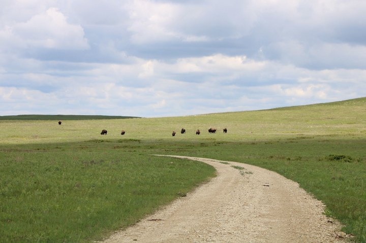 Hunt For Arrowheads On A Beautiful And Easy Tallgrass Prairie National Preserve Trail In Kansas