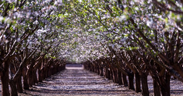 This February, Don't Miss A Drive Along The Blossom Trail In Northern California That's Filled With Blooming Fruit Trees