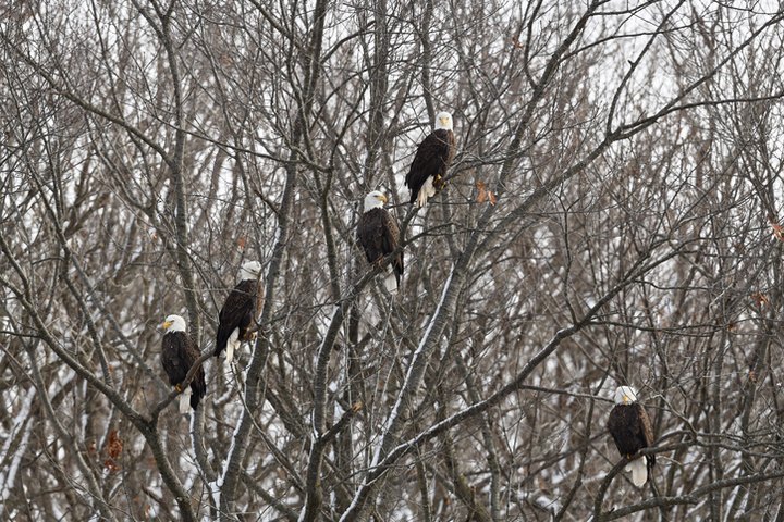Thousands Of Bald Eagles Flock To The Mississippi River In Iowa And You've Got To See It With Your Own Eyes