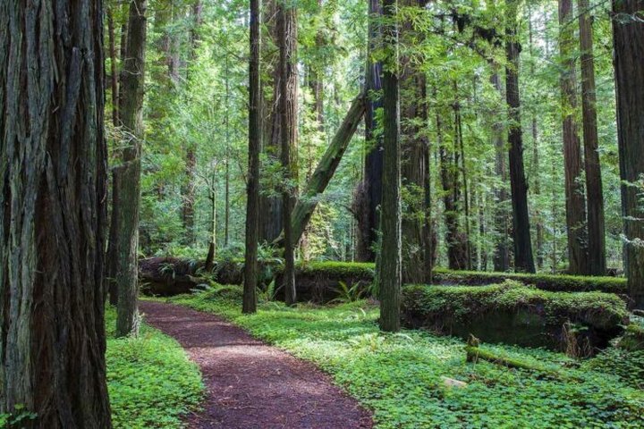 The Gorgeous 5.3-Mile Hike In Northern California's Jedediah Smith Redwoods That Will Lead You To A Waterfall
