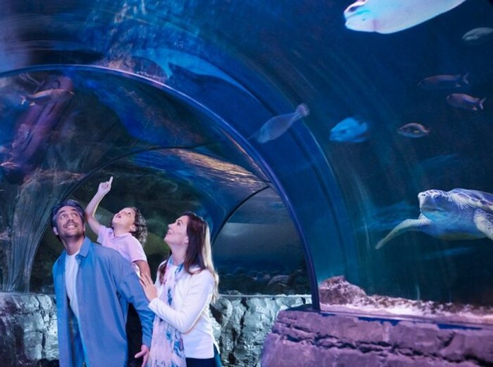Explore Michigan’s Only Ocean Tunnel At Sea Life Aquarium In Auburn Hills