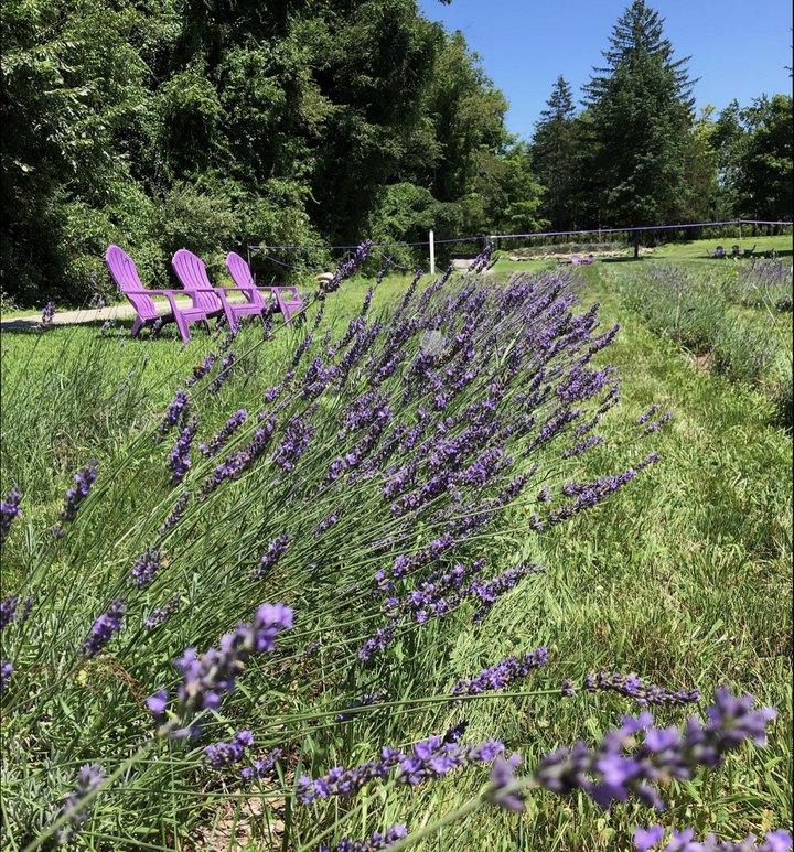 Get Lost In This Beautiful 5-Acre Lavender Farm In Massachusetts