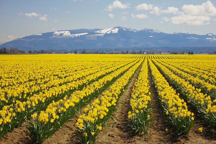 Skagit County, Washington Will Have Over 450 Acres Of Daffodils In Bloom This Spring
