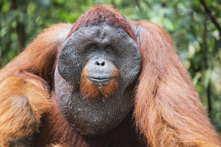 Fu Manchu, The Famed Orangutan Escape Artist, Learned To Pick Locks Right Here In Nebraska