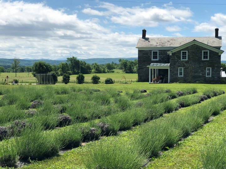 Get Lost In This Beautiful 80-Acre Lavender Farm In New York