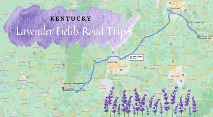 Take This Road Trip To The 4 Most Eye-Popping Lavender Fields In Kentucky