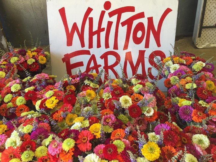 You'll Want To Visit Whitton Farms, A Dreamy Flower Farm In Arkansas This Spring