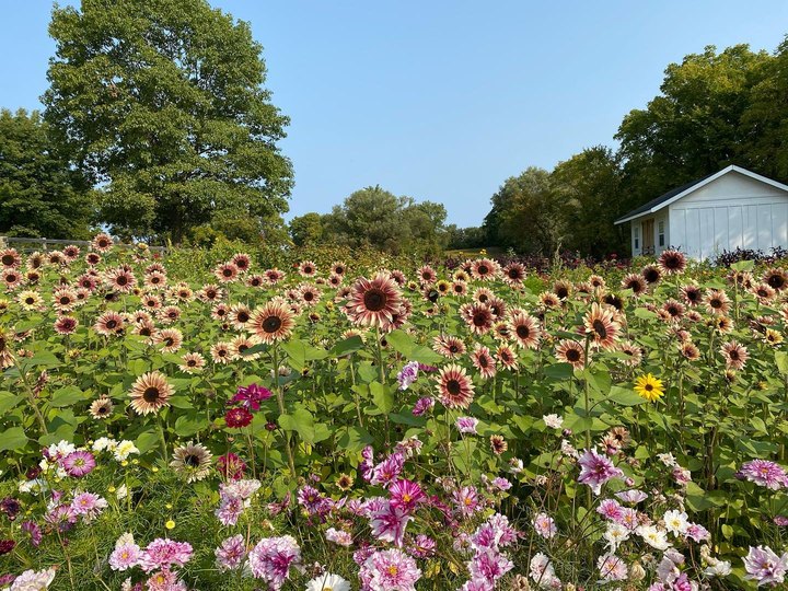Get Lost In This Beautiful 17-Acre Flower Farm Near Detroit