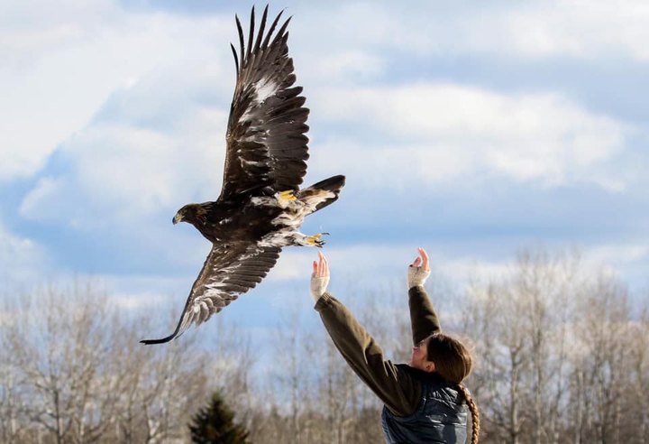 Take A Walk Through The Woods With Hawks During This One Of A Kind Experience In Minnesota