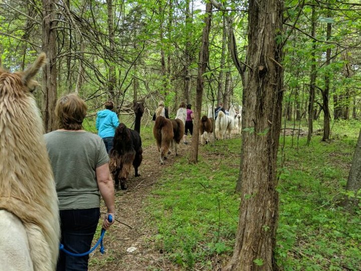 Talk A Walk Through The Woods With Llamas During This One-Of-A-Kind Experience In Virginia