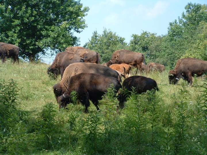 There's A Working Bison Farm In Ohio Called Pencil Bison Ranch Where You Can Get Fresh, Ethical Meat