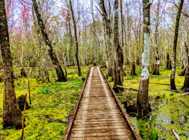 Explore The Depths Of The Atchafalaya On The Trails At Lake Fausse Pointe State Park In Louisiana