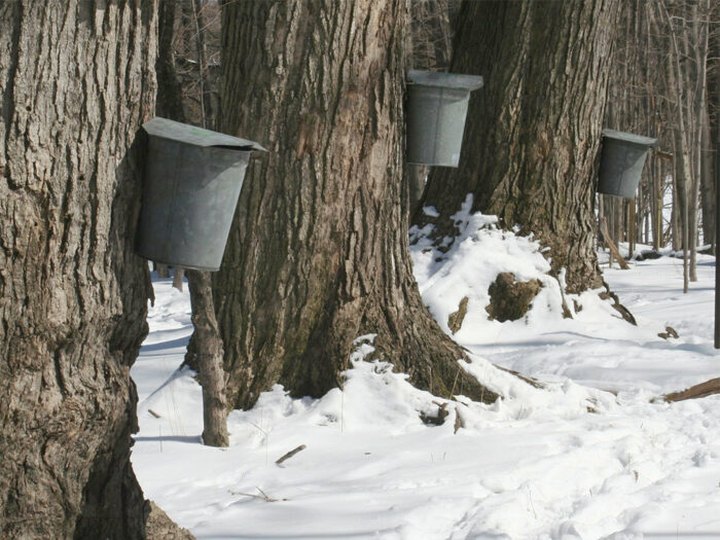 Celebrate Spring At The Pennsylvania Maple Festival, The Season's Sweetest Event