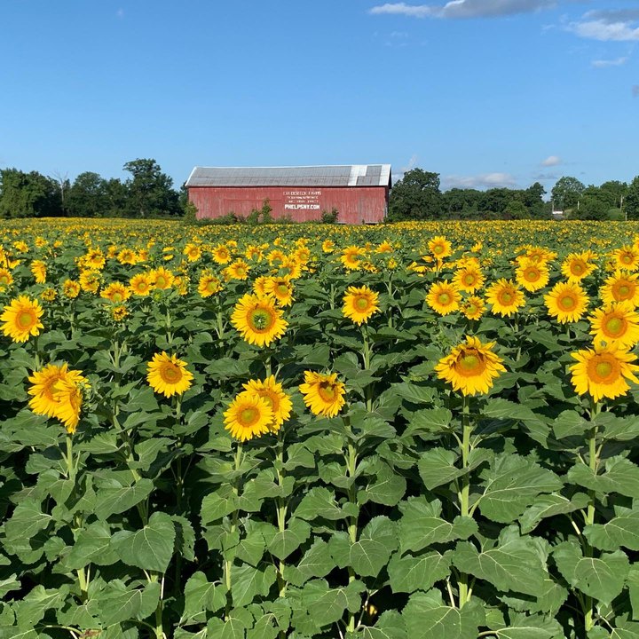 Get Lost In 100,000 Beautiful Sunflower Plants At Frederick Farms In New York