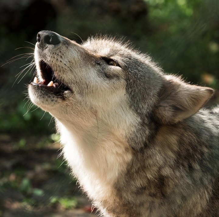 This Day Trip To The Lakota Wolf Preserve Is One Of The Best You Can Take In New Jersey