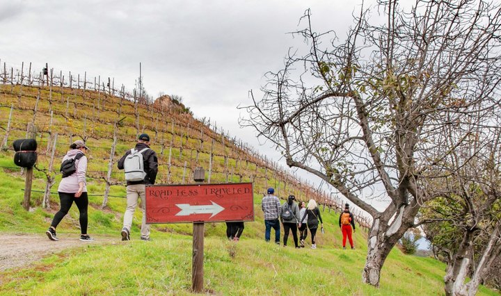 Take A Walk Through The Vineyards With A Giraffe During This One Of A Kind Experience In Southern California