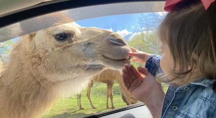 Feed Camels And Ride A Mini Train At This Little Known Safari Park In Kentucky