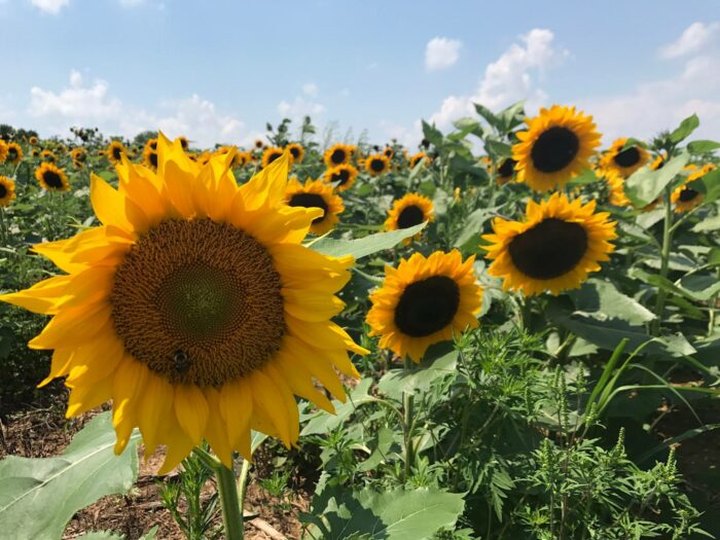 Visiting Pennsylvania's Upcoming Sunflower Festival In New Park Is A Great Summer Activity