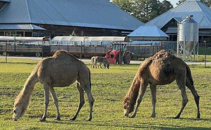 Both A Resort And An Exotic Animal Park, Mississippi's McClain Is An Underrated Day Trip Destination
