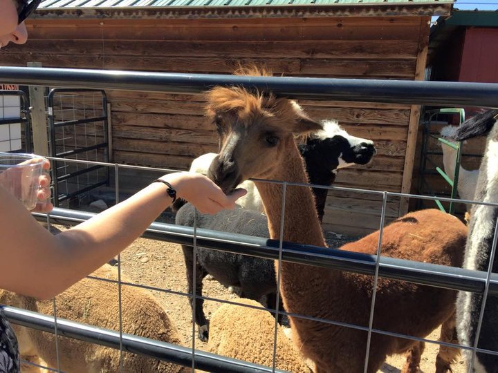 SunCrest Orchard Alpaca Farm In Colorado Makes For A Fun Family Day Trip