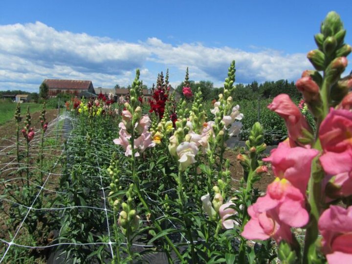 Pick Your Own Fresh Flowers At This Charming Farm Hiding In Maine