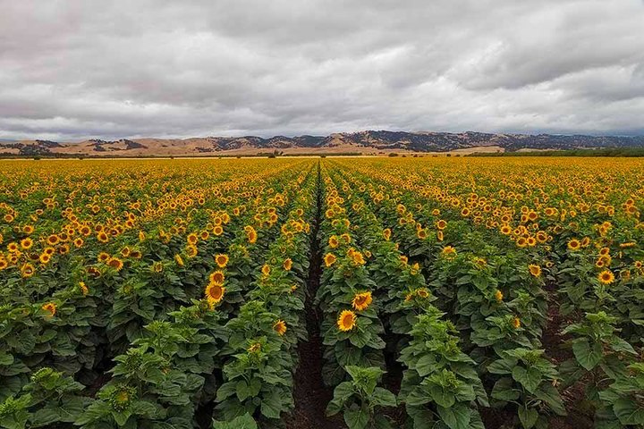 Visit A Sunflower Field And Enjoy A Wine Tasting At Turkovich Family Wines In Northern California