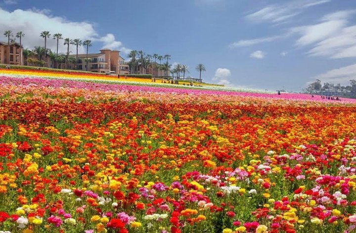 The Photos Of The 2021 Blooms At This Beautiful 50-Acre Flower Farm In Southern California Are Beyond Magical
