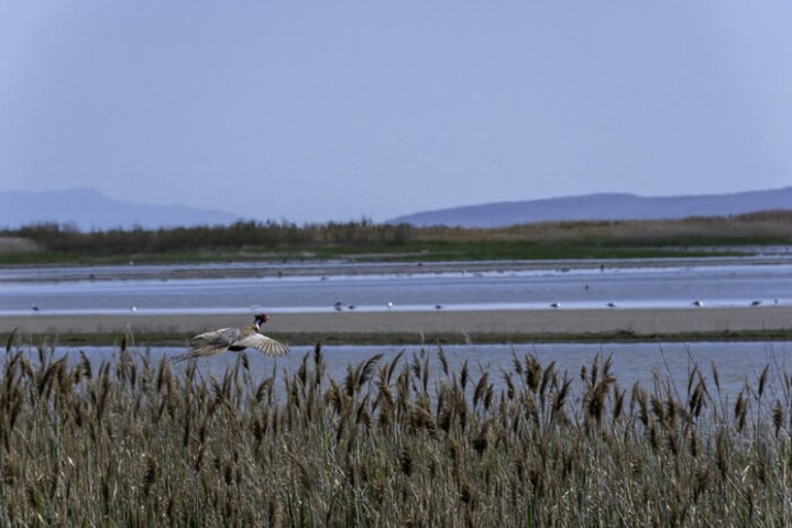 The Unique, Out-Of-The-Way Bird Refuge Natural Attraction In Utah That's Always Worth A Visit