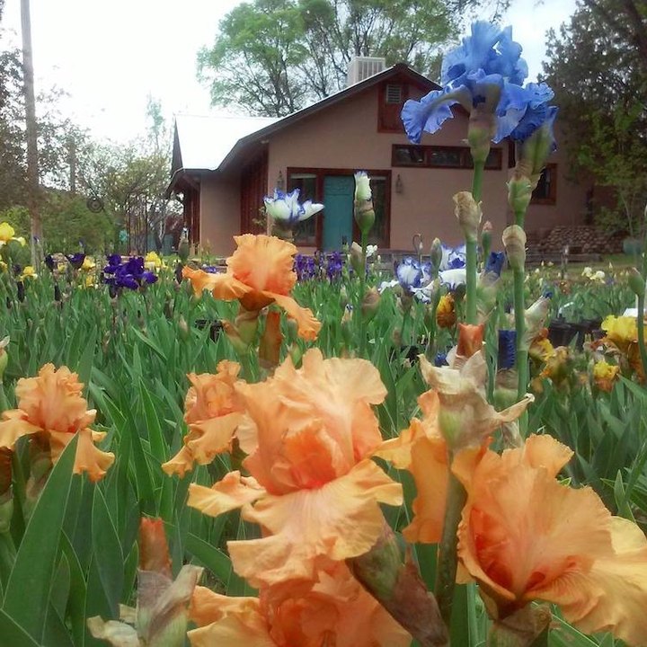 You Can't Pass Up A Trip To The Colorful And Photo-Worthy Hondo Iris Farm In New Mexico
