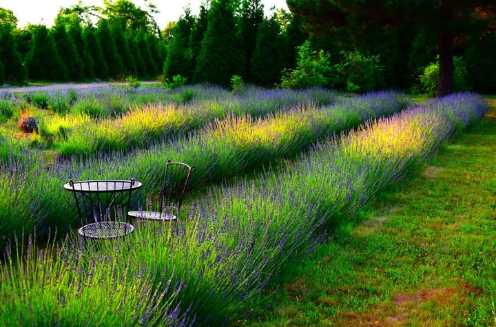 The Beautiful Lavender Farm Hiding In Plain Sight In Alabama That You Need To Visit