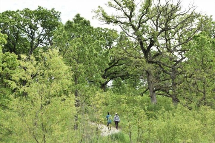 This Easy Loop Trail Winds Through One Of Iowa's Rare, Magnificent Oak Savannas