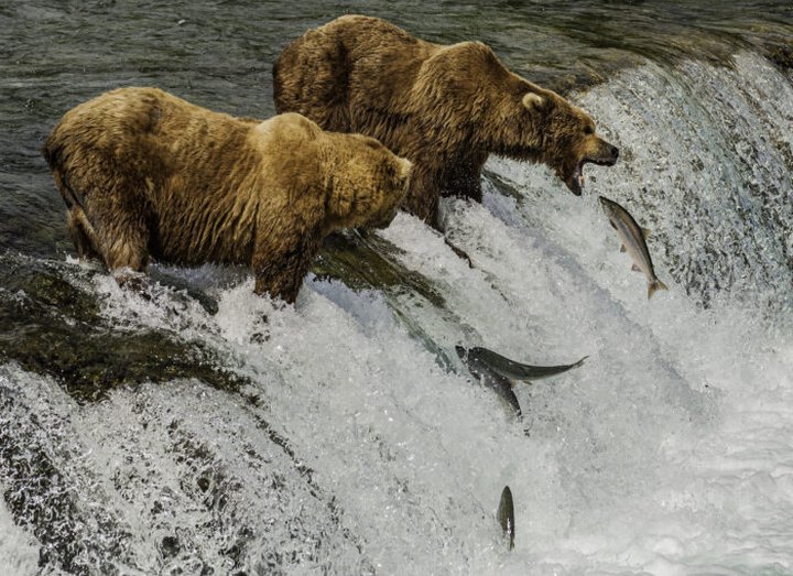 This Summer, Take Bear Watching In Alaska To The Next Level When You Hike To Brooks Falls