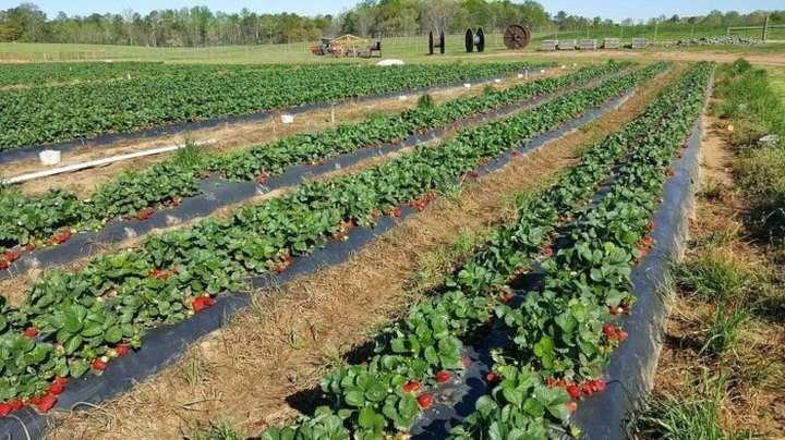 Come Pick Strawberries Across Hundreds Of Acres At Southern Belle Farm In Georgia