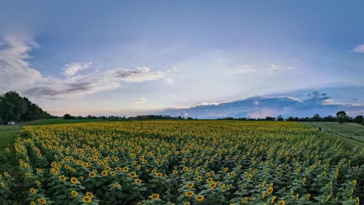 This Vibrant Sunflower Field In Kentucky Is In Bloom Right Now And It's Free To Visit