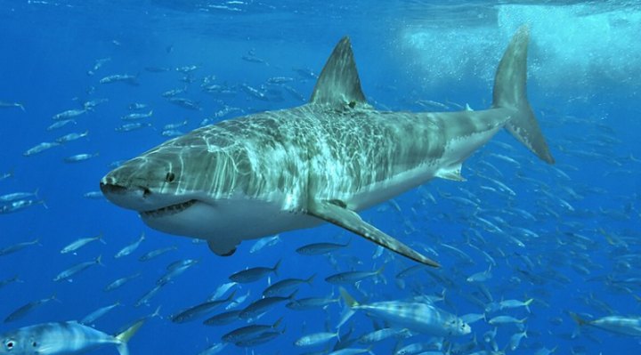 Here Are 7 Kinds Of Sharks You May Find Swimming Off The Jersey Shore
