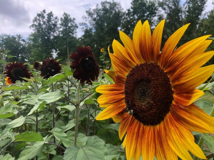 Pick Your Own Sunflowers At This Charming Farm Hiding In West Virginia