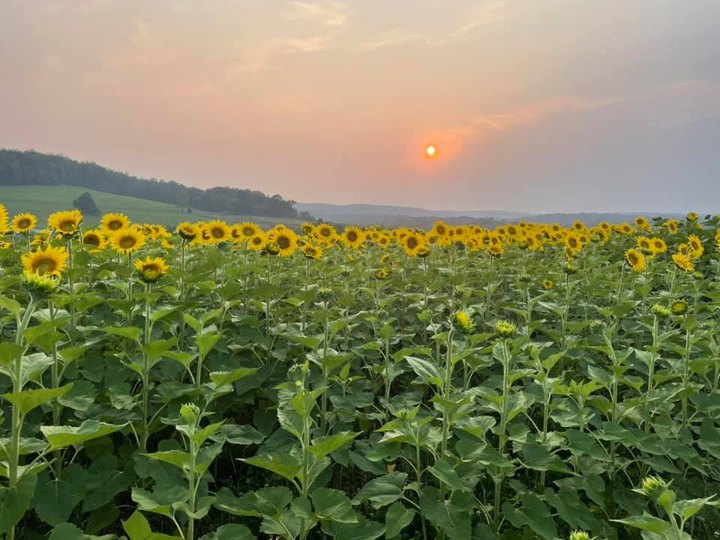 Most People Don't Know About This Magical Sunflower Field Hiding Near Pittsburgh