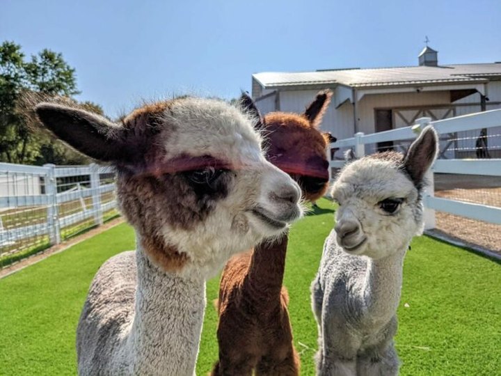 Eagle Eye Alpaca Farm In Wisconsin Makes For A Fun Family Day Trip